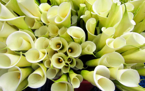 calla nature calla lily HD Desktop Wallpaper | Background Image