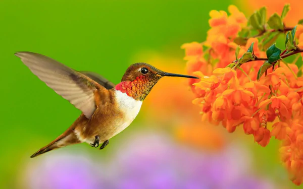 HD PC desktop wallpaper featuring a vibrant hummingbird hovering near bright orange flowers against a soft green and purple blurred background.