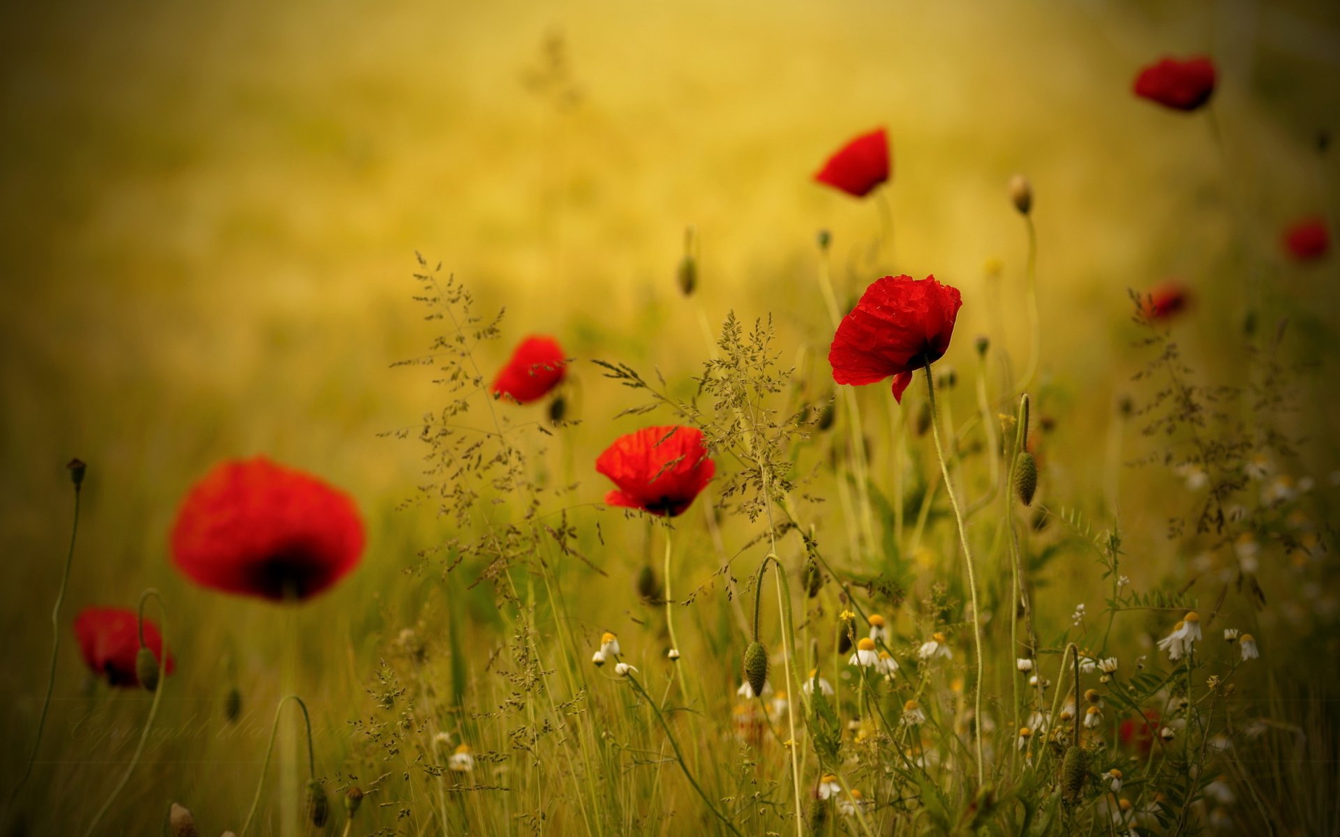 2K Quad HD PC desktop wallpaper background: nature scene of red poppy blooms and wild grasses bathed in warm golden light.