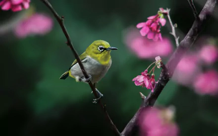  Oriental white-eye