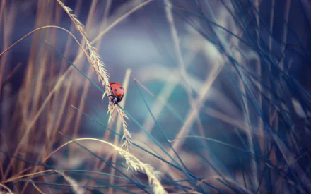 Animal ladybug HD Desktop Wallpaper | Background Image