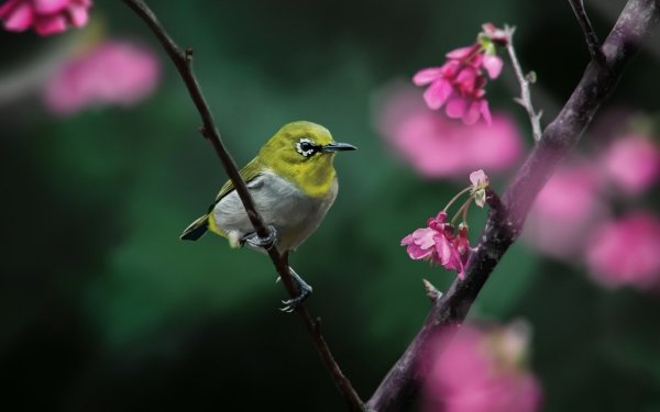 Animal Japanese white-eye Birds Passerines HD Wallpaper | Background Image