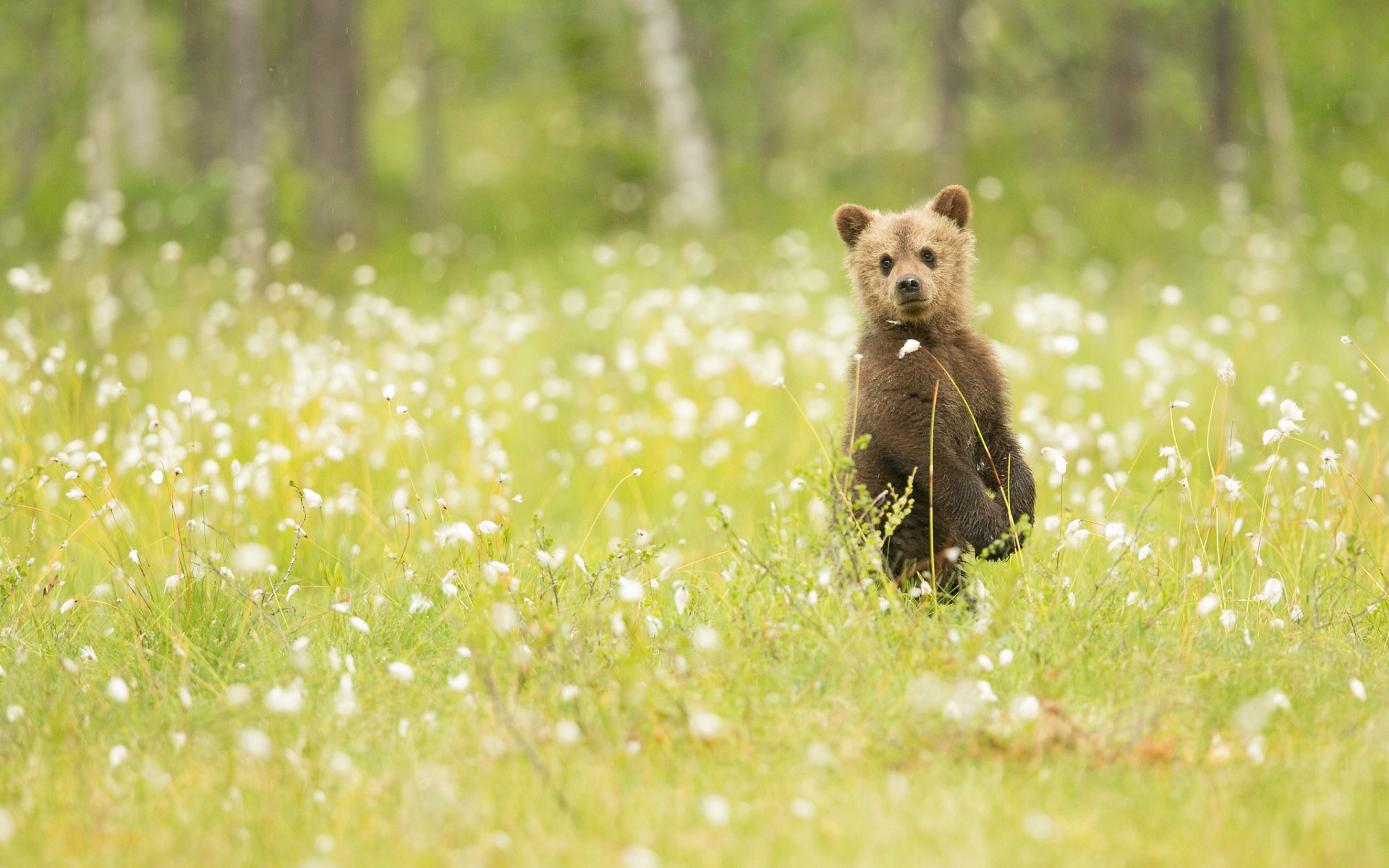 Download Animal Bear HD Wallpaper