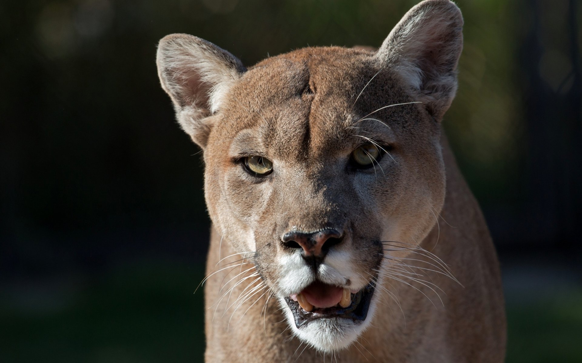 Download Animal Cougar HD Wallpaper