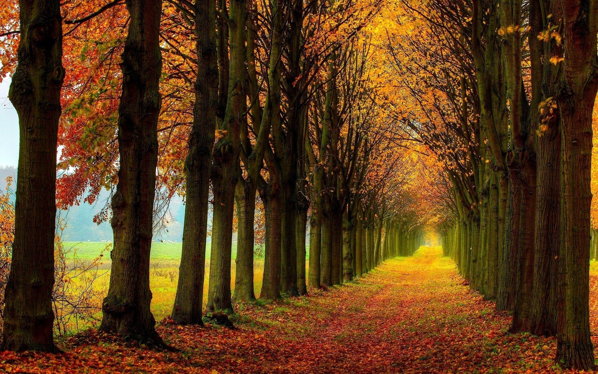 HD PC desktop wallpaper showcasing a nature scene with a tree-lined path covered in vibrant fall foliage, bathed in warm autumn colors.