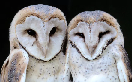 HD PC desktop wallpaper featuring two close-up barn owls against a black background, highlighting their detailed feathers and distinctive heart-shaped faces.