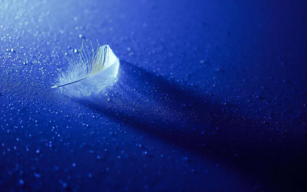A close-up photograph of a delicate feather resting on a textured surface, illuminated by soft blue light, creating an atmospheric HD desktop wallpaper and background.