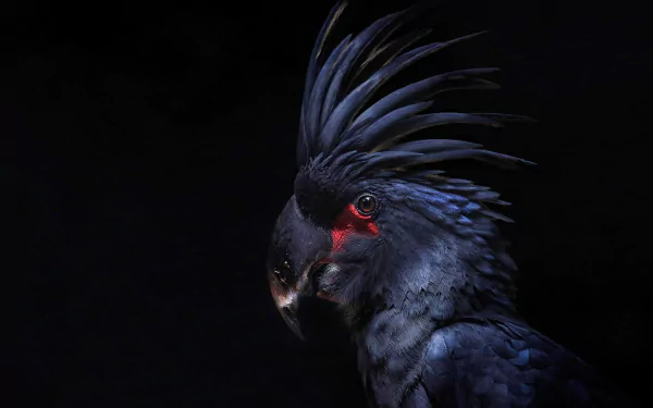 Animal Palm cockatoo HD Desktop Wallpaper | Background Image