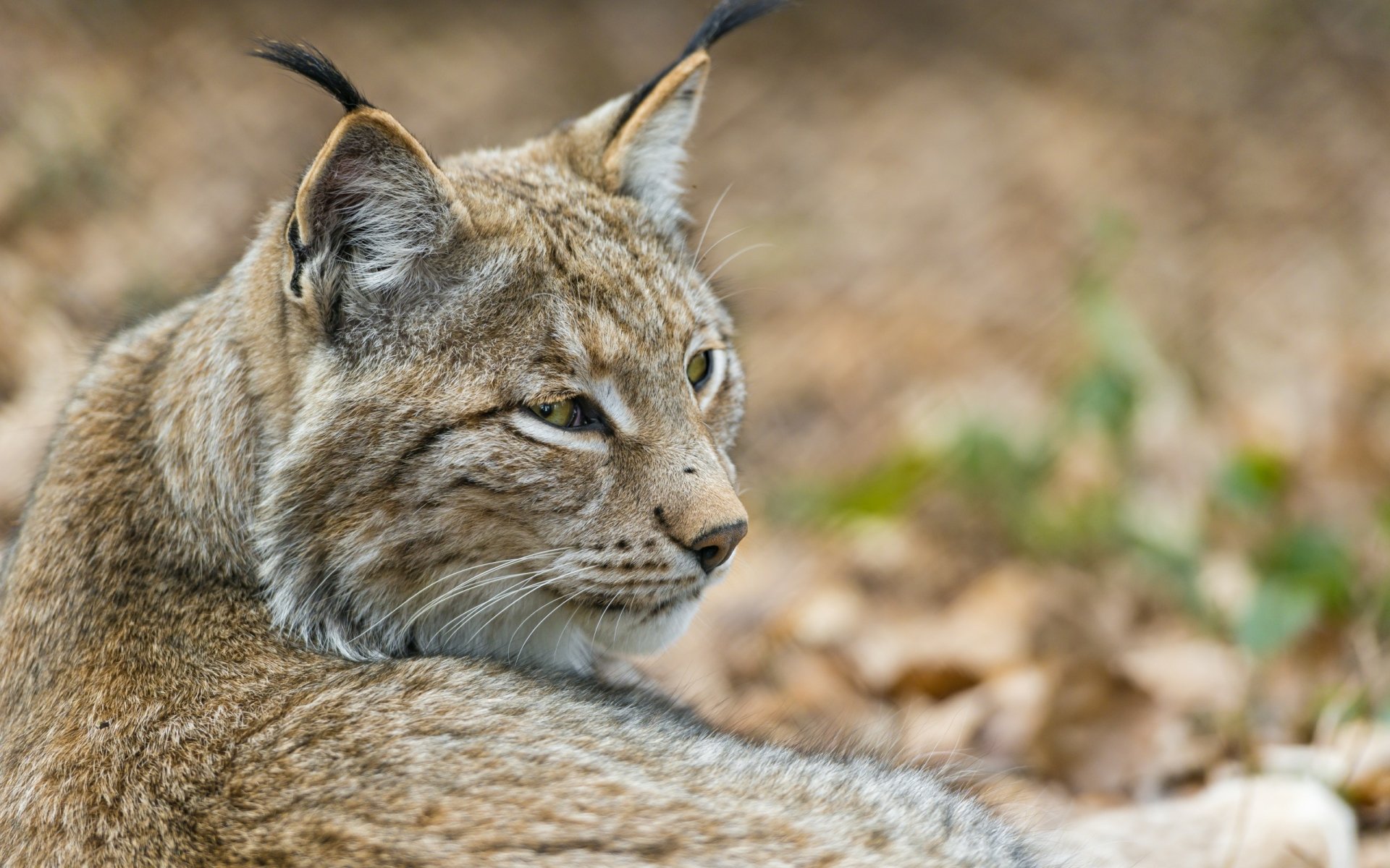 Download Animal Lynx HD Wallpaper