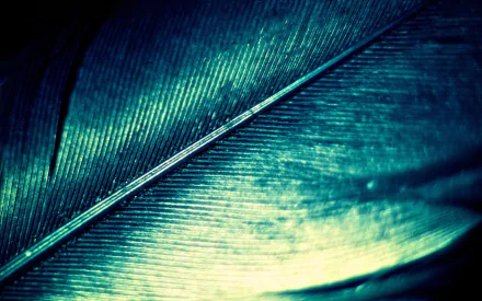 photography feather HD Desktop Wallpaper | Background Image