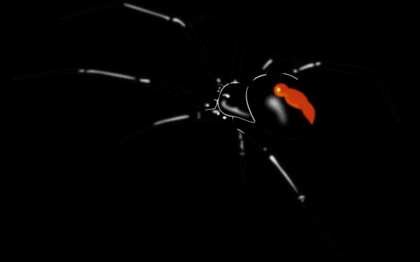 Animal Redback spider HD Desktop Wallpaper | Background Image