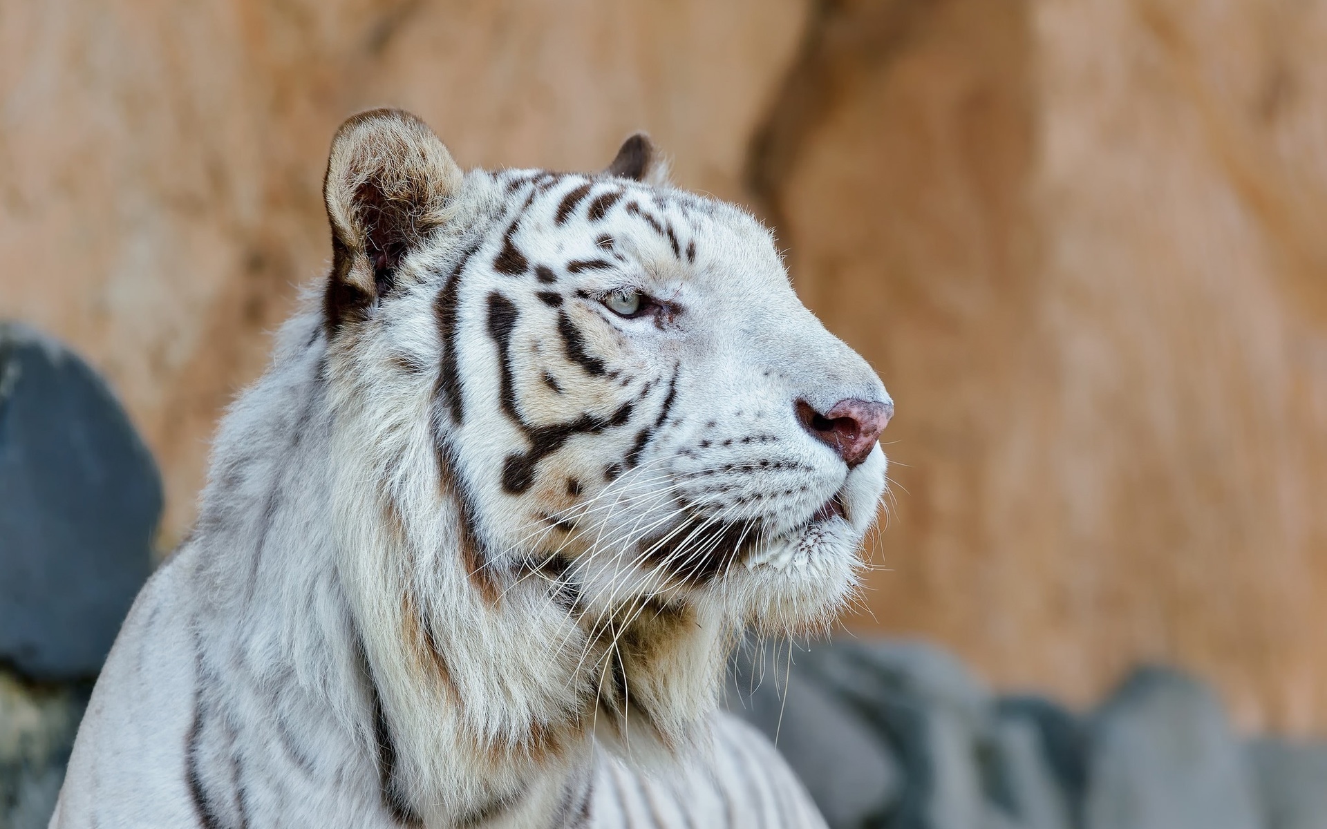 White Tiger Face Profile