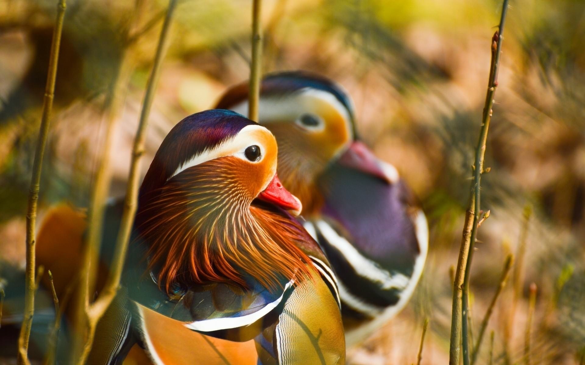 Download Animal Mandarin Duck HD Wallpaper