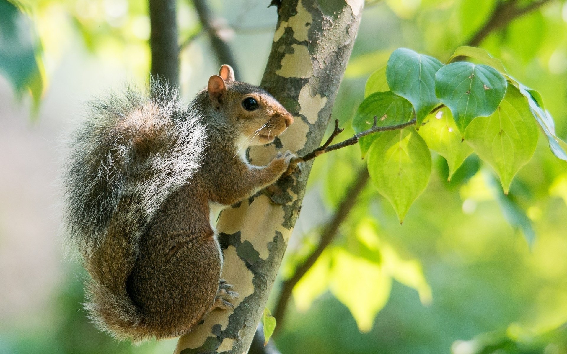 Animal Squirrel HD Wallpaper