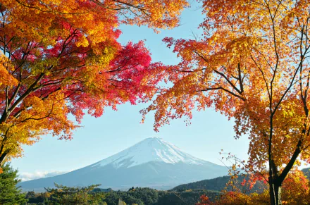 A stunning view of Mount Fuji framed by vibrant autumn foliage, showcasing Japan’s natural beauty in a captivating HD desktop wallpaper.