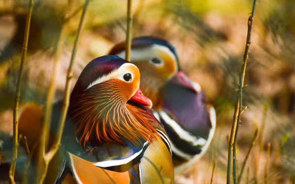 Animal mandarin duck HD Desktop Wallpaper | Background Image