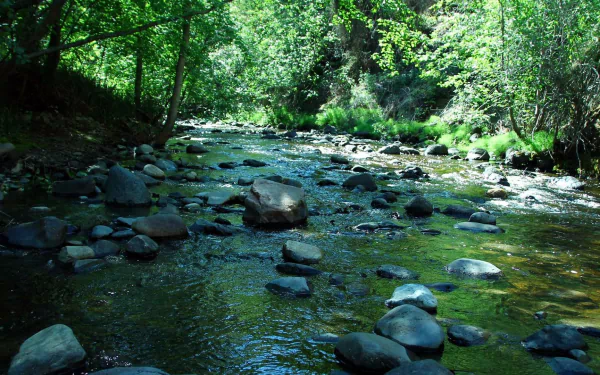 A serene river flows through lush greenery, with smooth stones scattered along its banks. This vibrant nature scene makes a refreshing HD desktop wallpaper.