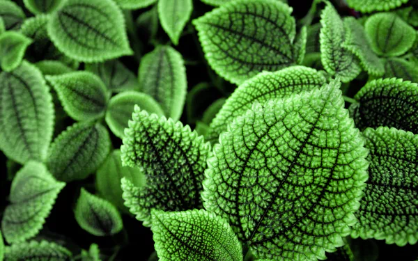 Green Leaves With Black Veins