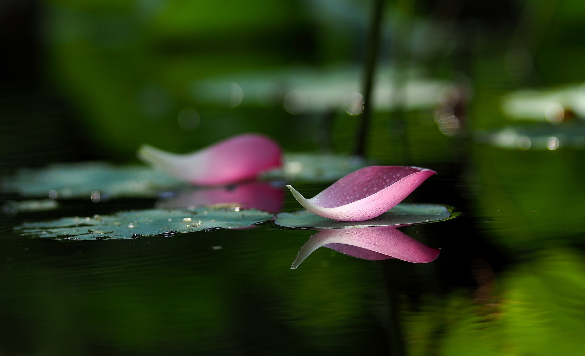 Lotus Full HD Wallpaper and Background Image | 2048x1246 | ID:540751