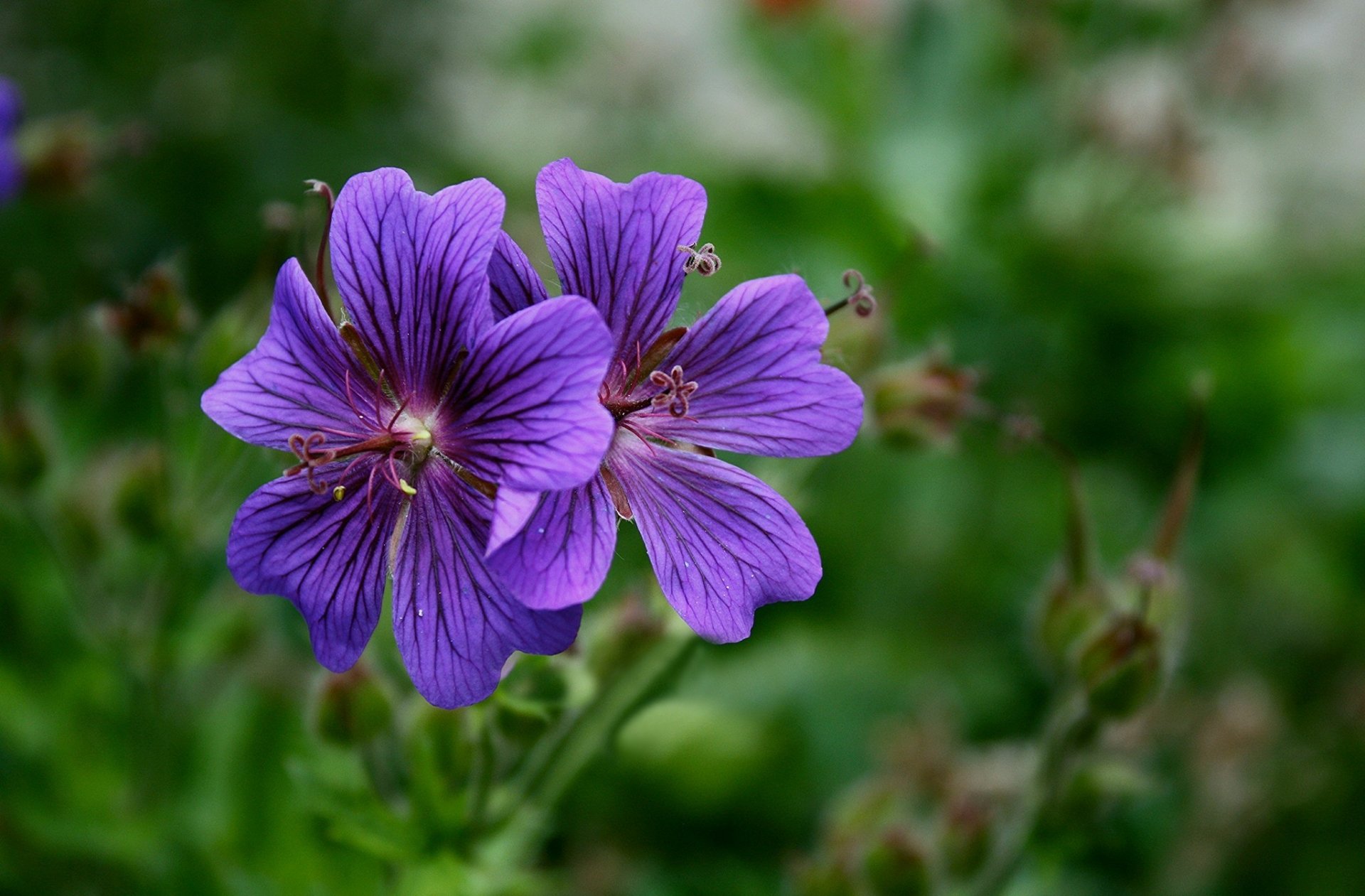 Download Geraniun Nature Geranium HD Wallpaper