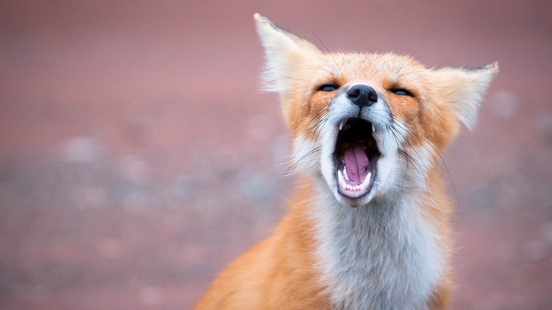Download Animal Fox HD Wallpaper