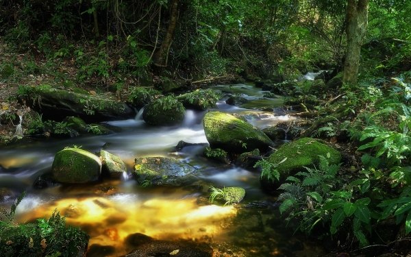 Nature Stream Thailand Forest HD Wallpaper | Background Image