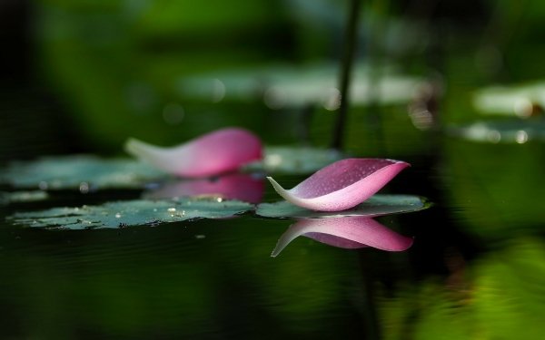 Earth Lotus Flowers HD Wallpaper | Background Image
