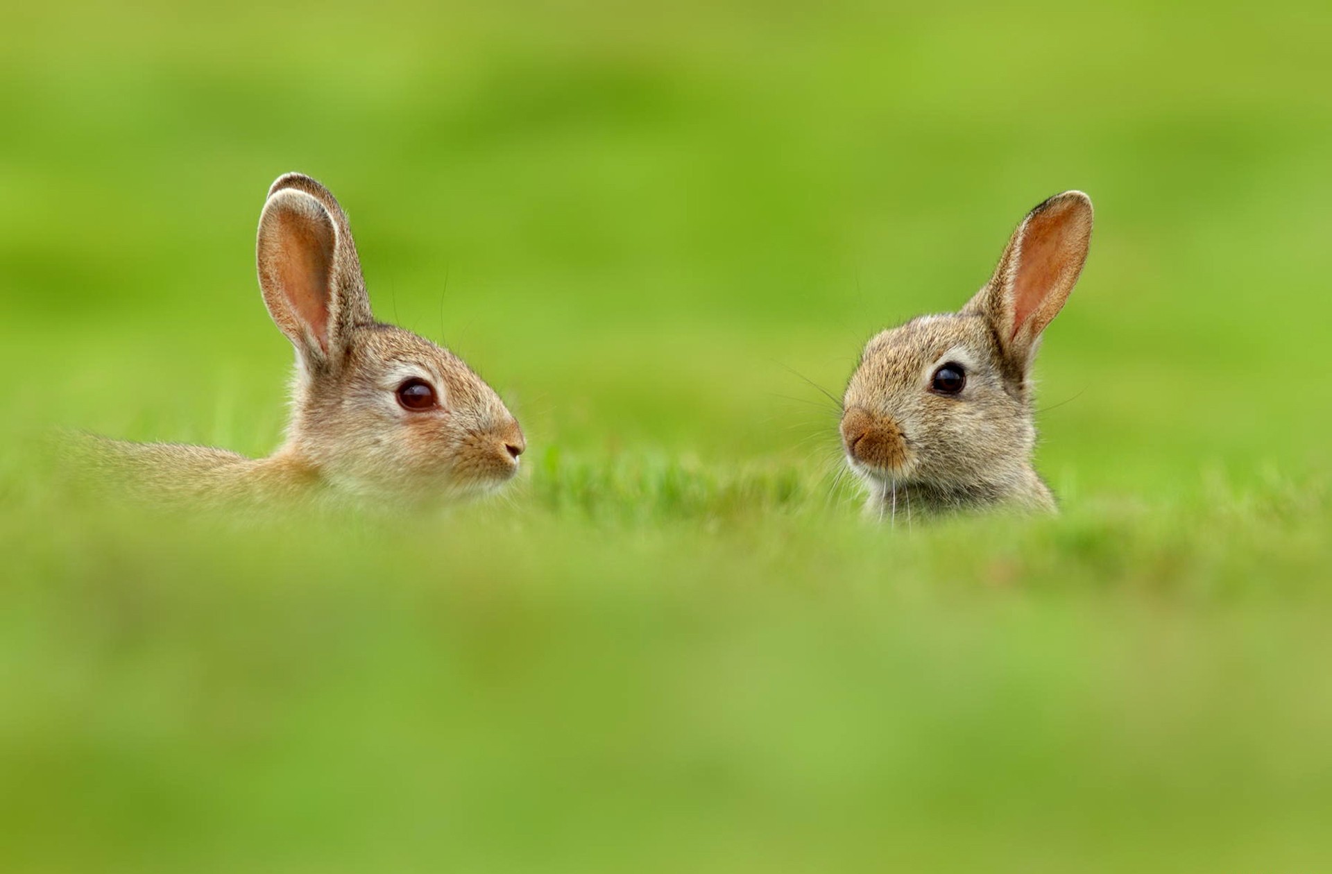 Animal Hare HD Wallpaper | Background Image