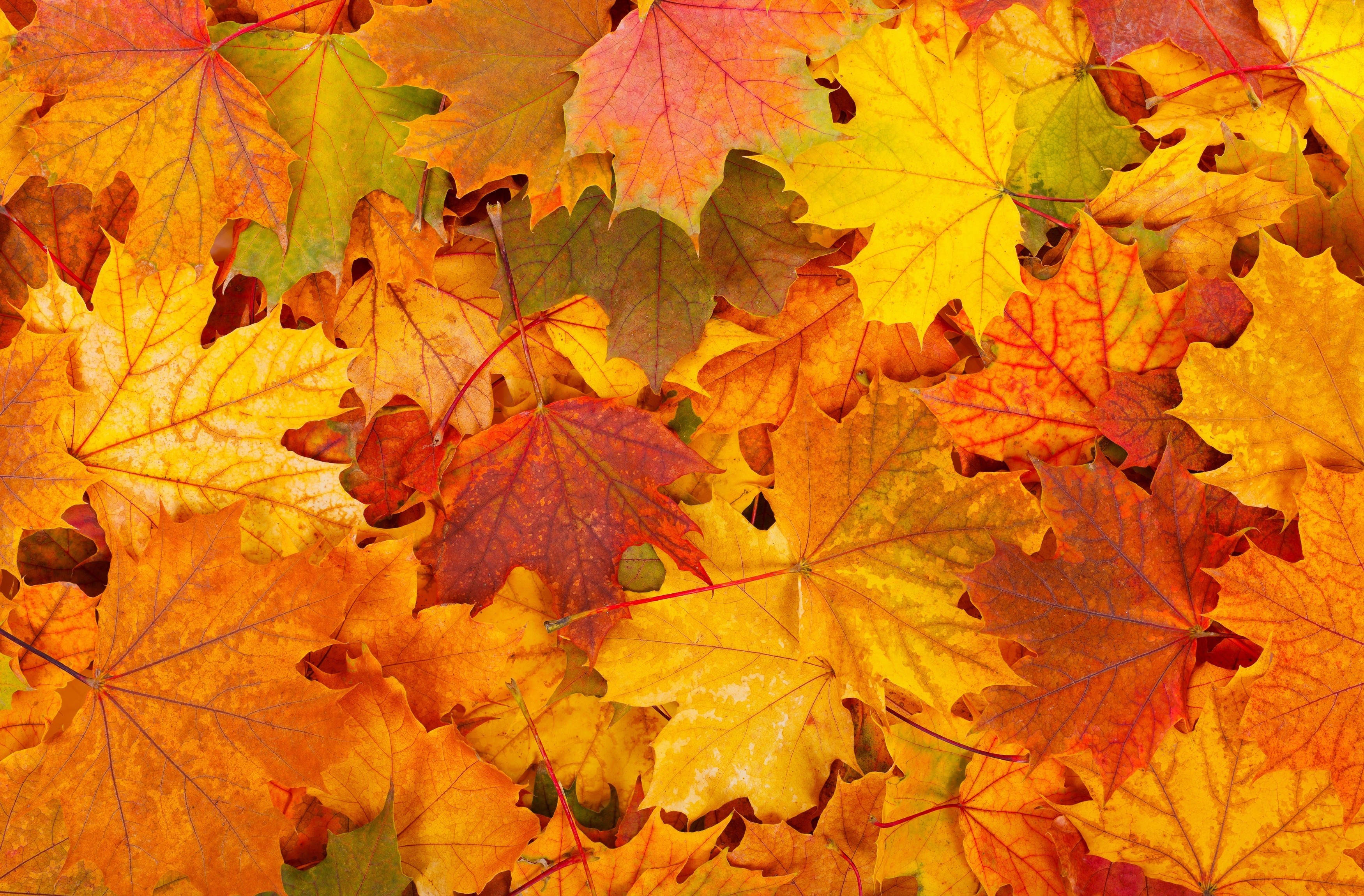 Download Red Yellow Fall Nature Leaf HD Wallpaper