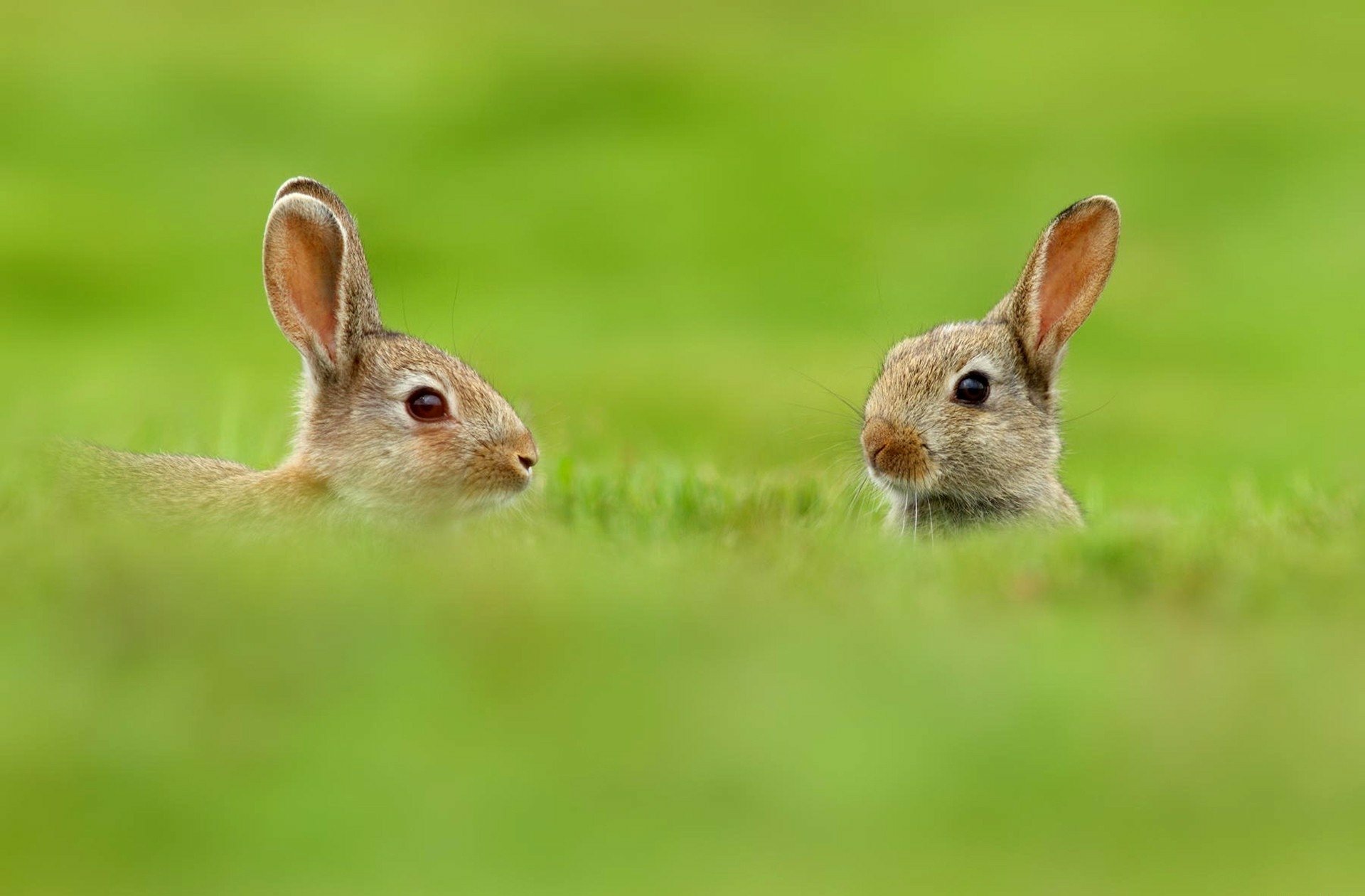 Two curious hares peek humorously from a lush green meadow, captured in vibrant detail as an HD PC desktop wallpaper background.
