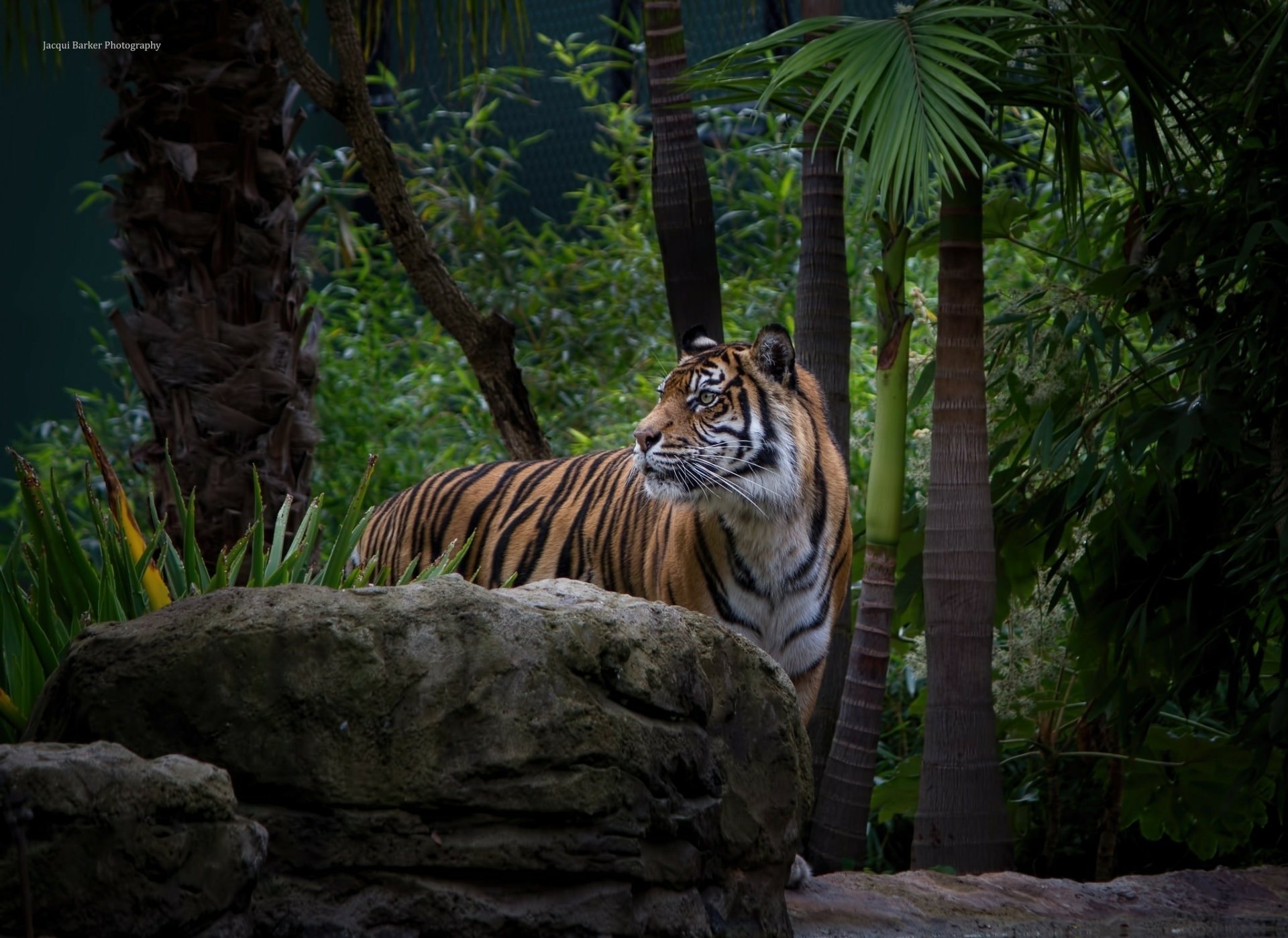 Majestic Tiger in the Jungle - HD Wallpaper by Jacqui Barker