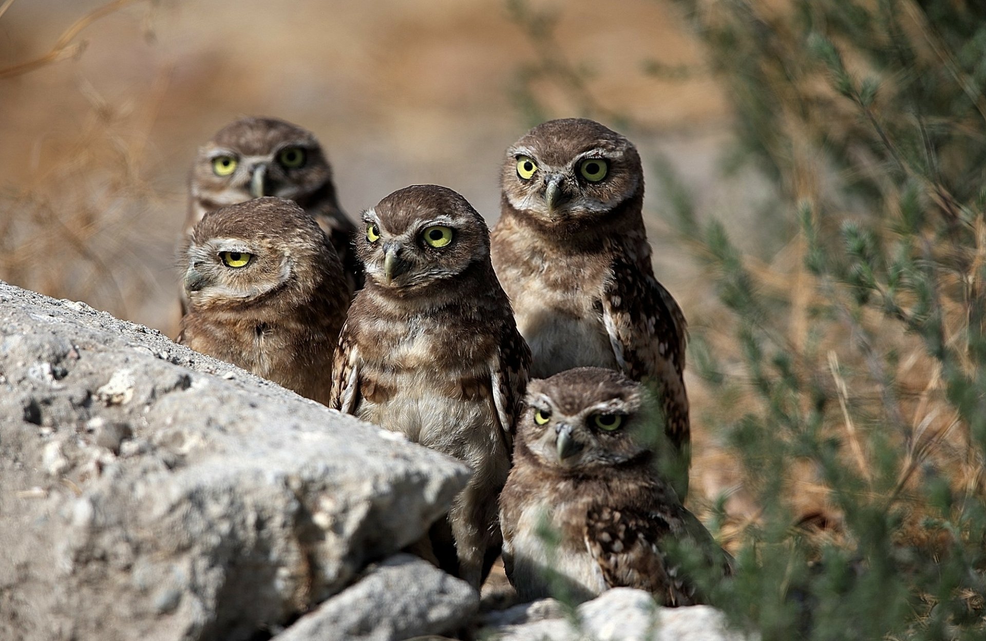 HD PC desktop wallpaper: close group of five owls perched among rocks and grasses, sharp green-yellow eyes and mottled brown feathers.