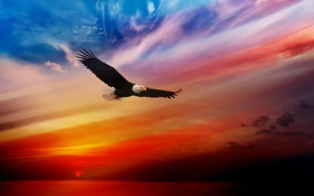 HD desktop wallpaper featuring a bald eagle soaring against a vibrant sunset with colorful clouds.
