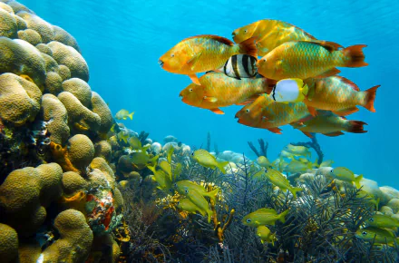 coral Animal fish HD Desktop Wallpaper | Background Image