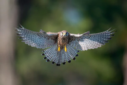 A kestrel hawk in mid-flight, wings spread wide against a blurred green background, captured in stunning HD detail as an animal-themed desktop wallpaper.