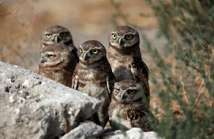 HD PC desktop wallpaper: close group of five owls perched among rocks and grasses, sharp green-yellow eyes and mottled brown feathers.