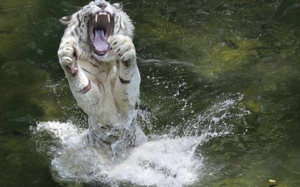 Animal White Tiger Cats Tiger HD Wallpaper | Background Image