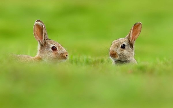 Animal Hare Meadow Funny HD Wallpaper | Background Image