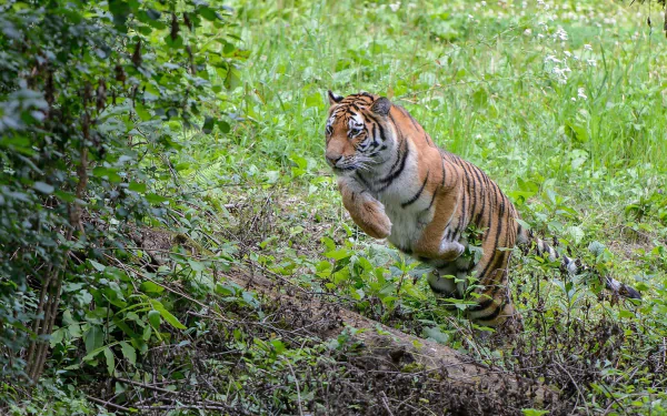jump Animal tiger HD Desktop Wallpaper | Background Image