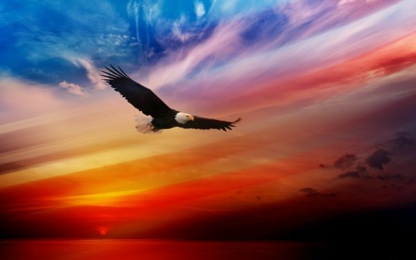Animal Bald Eagle Birds Eagles Eagle Flight Sunset HD Wallpaper | Background Image