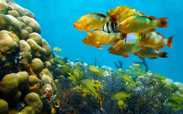 2K Quad HD PC desktop wallpaper: coral reef with vibrant fish, animal life schooling among corals and sea plants.