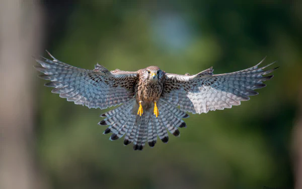A kestrel hawk in mid-flight, wings spread wide against a blurred green background, captured in stunning HD detail as an animal-themed desktop wallpaper.