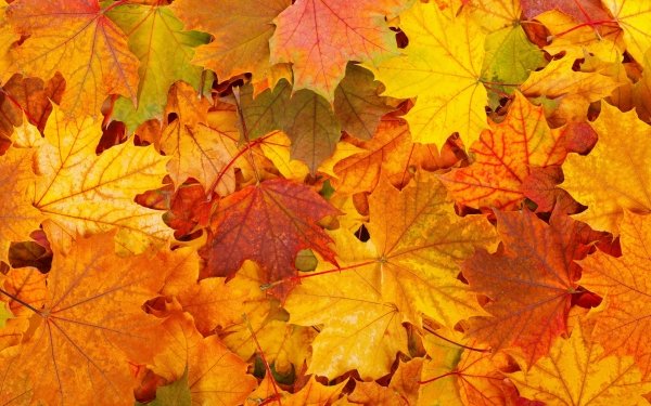 Earth Leaf Fall Yellow Red HD Wallpaper | Background Image