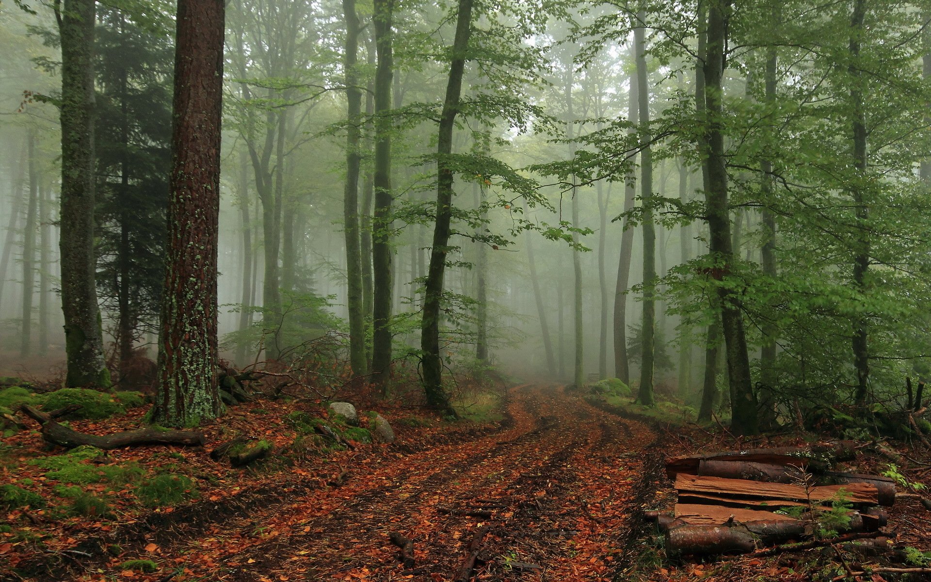 Enchanted Forest Path | HD Nature Wallpaper | 1920x1200 | Wallpaper Abyss