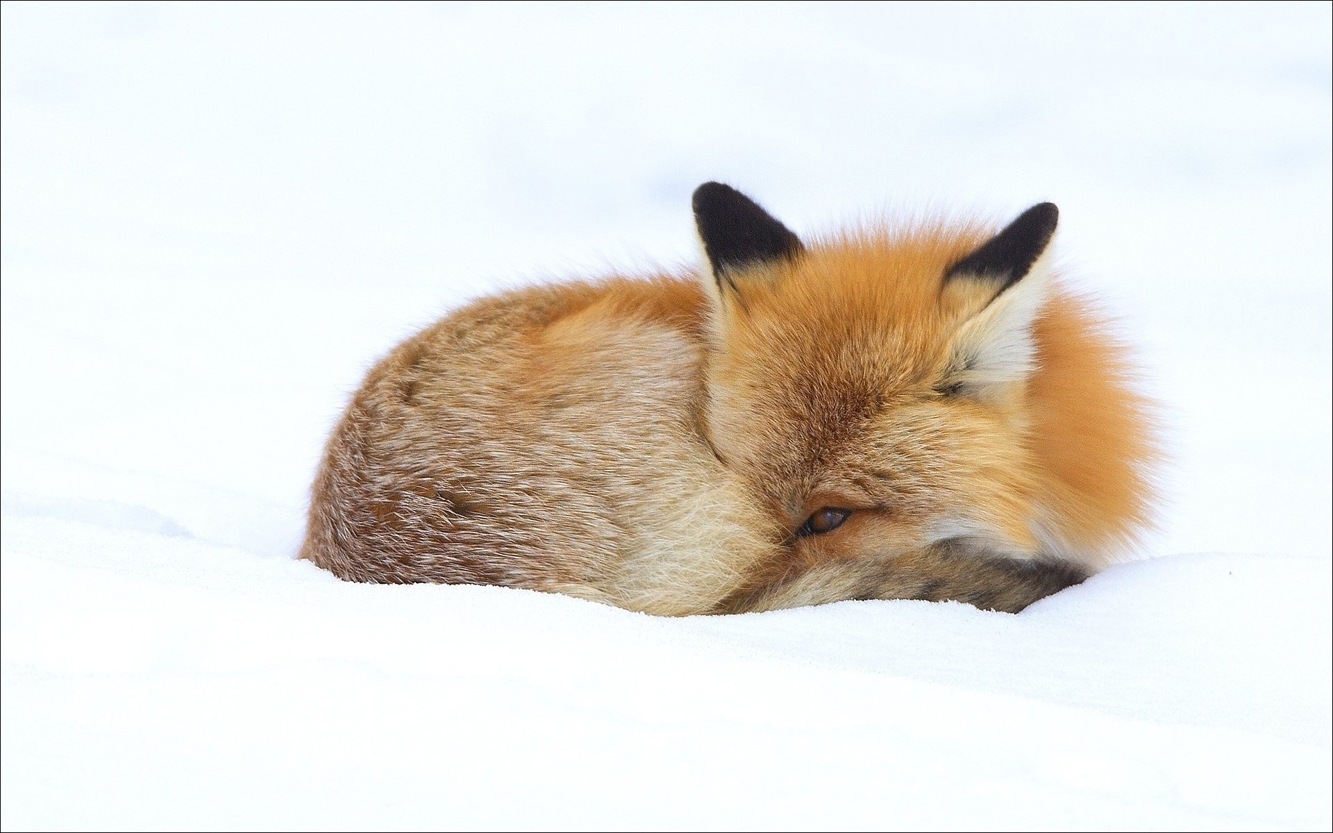 Red fox curled in snow, eyes half-closed, soft fur detail, HD PC desktop wallpaper and background.