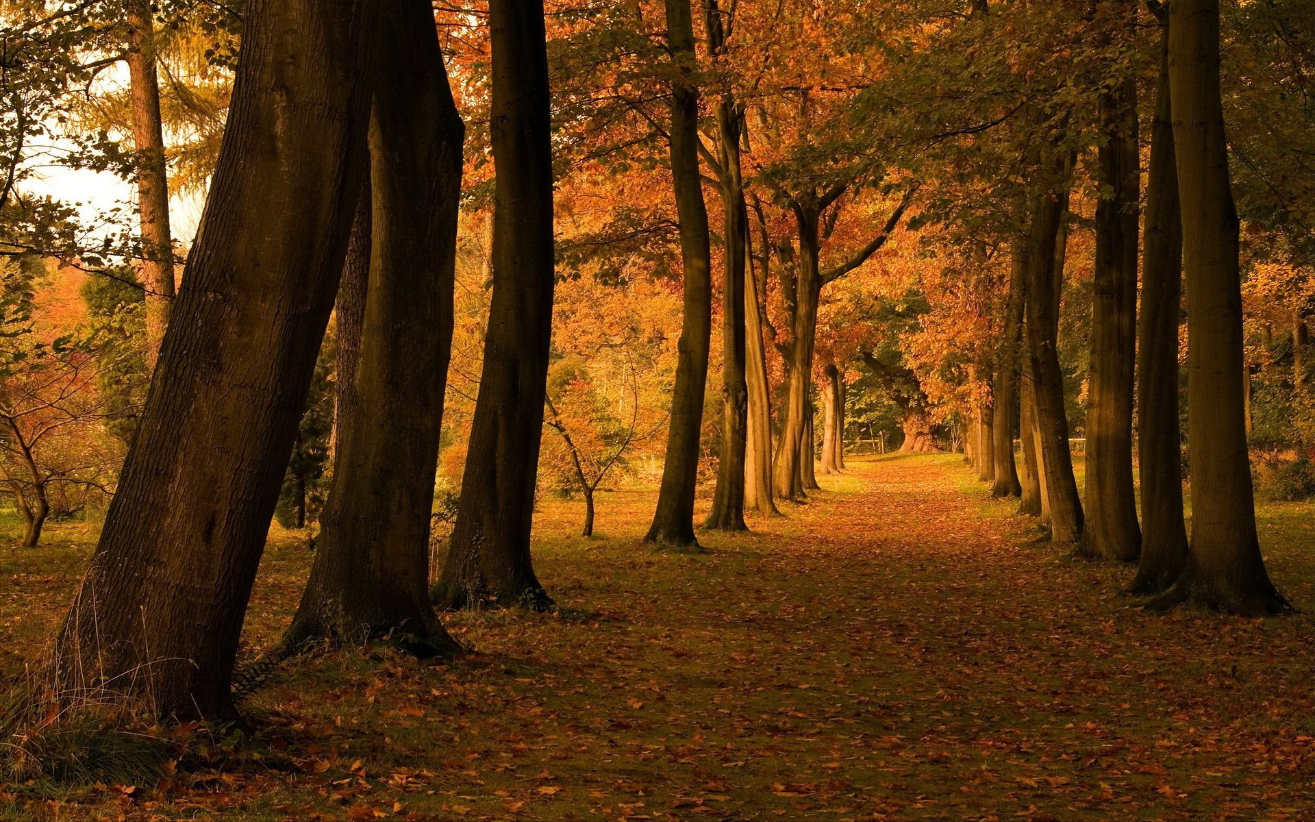 HD PC desktop wallpaper: fall nature scene of a tree-lined path carpeted with golden leaves and warm autumn light.
