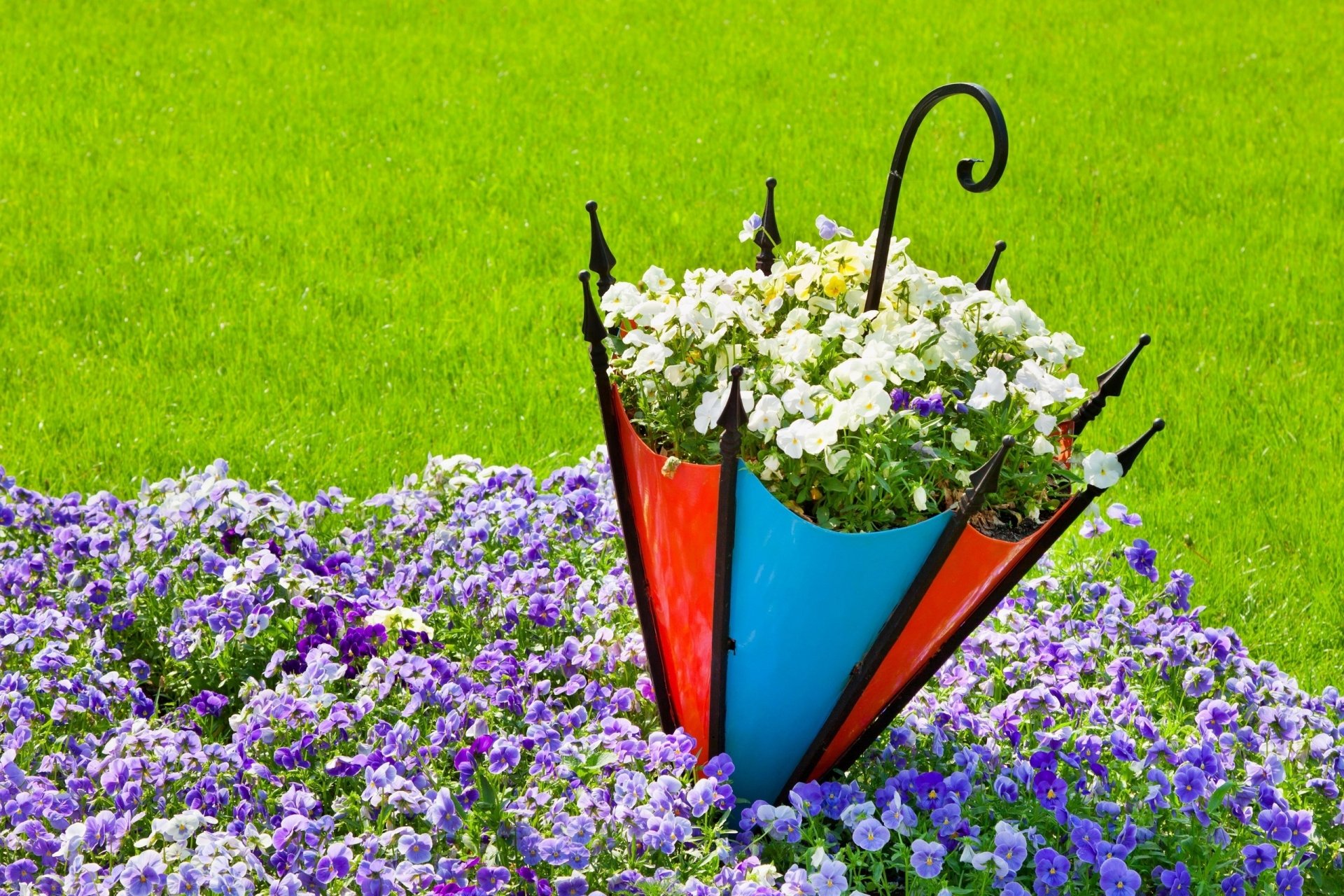 A colorful umbrella repurposed as a planter with white pansy flowers, surrounded by purple blooms on a lush green lawn, captured in HD for a vibrant desktop wallpaper.