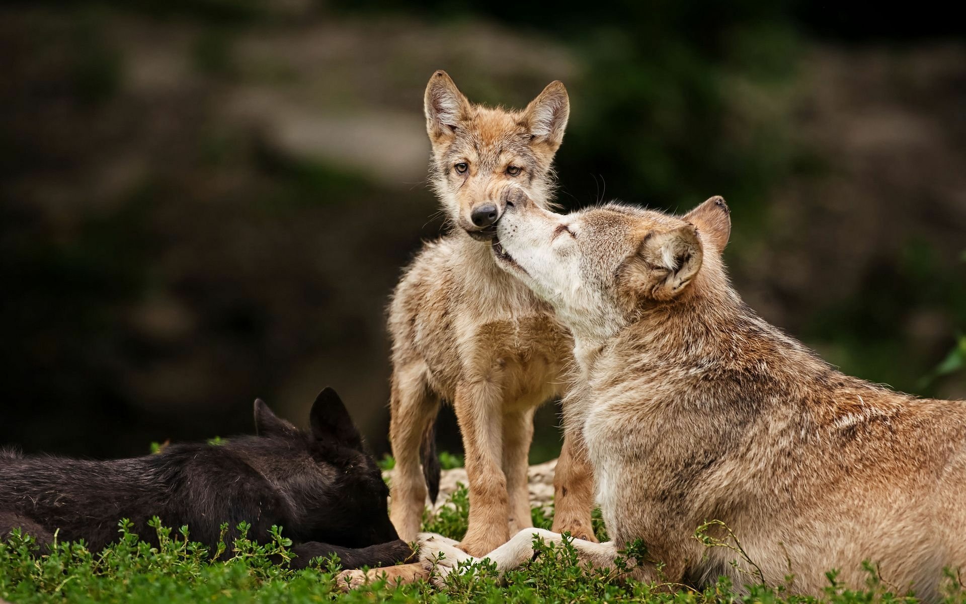 HD PC desktop wallpaper showing a close-up of a wolf adult gently nuzzling a wolf pup in a natural outdoor setting.