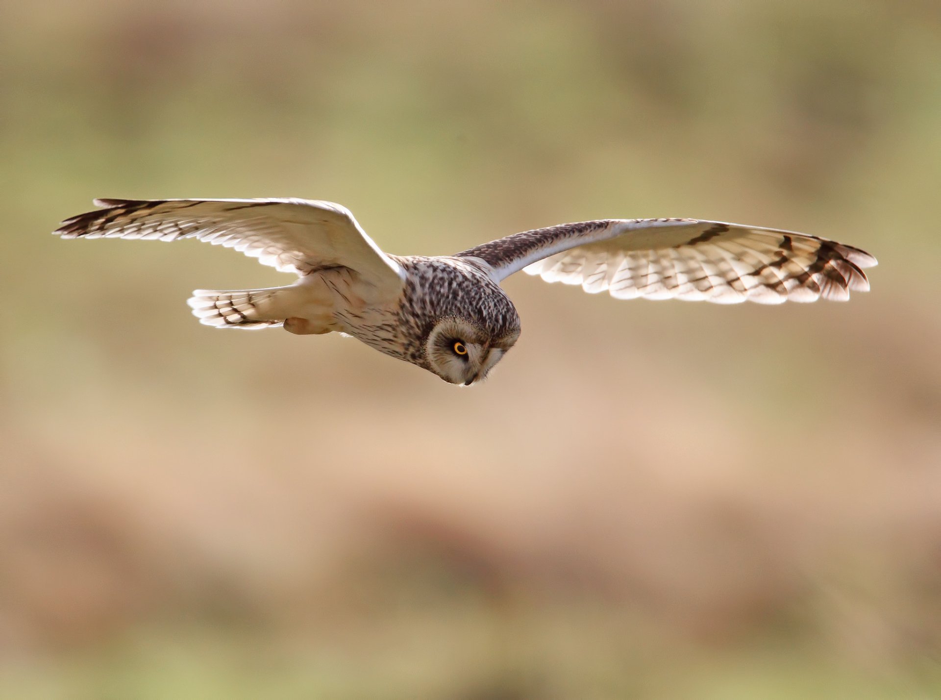 Download Bird Flying Flight Owl Animal Short-eared Owl HD Wallpaper by ...