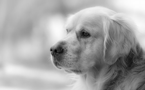 Animal Golden Retriever Dogs Dog Retriever Black & White HD Wallpaper | Background Image